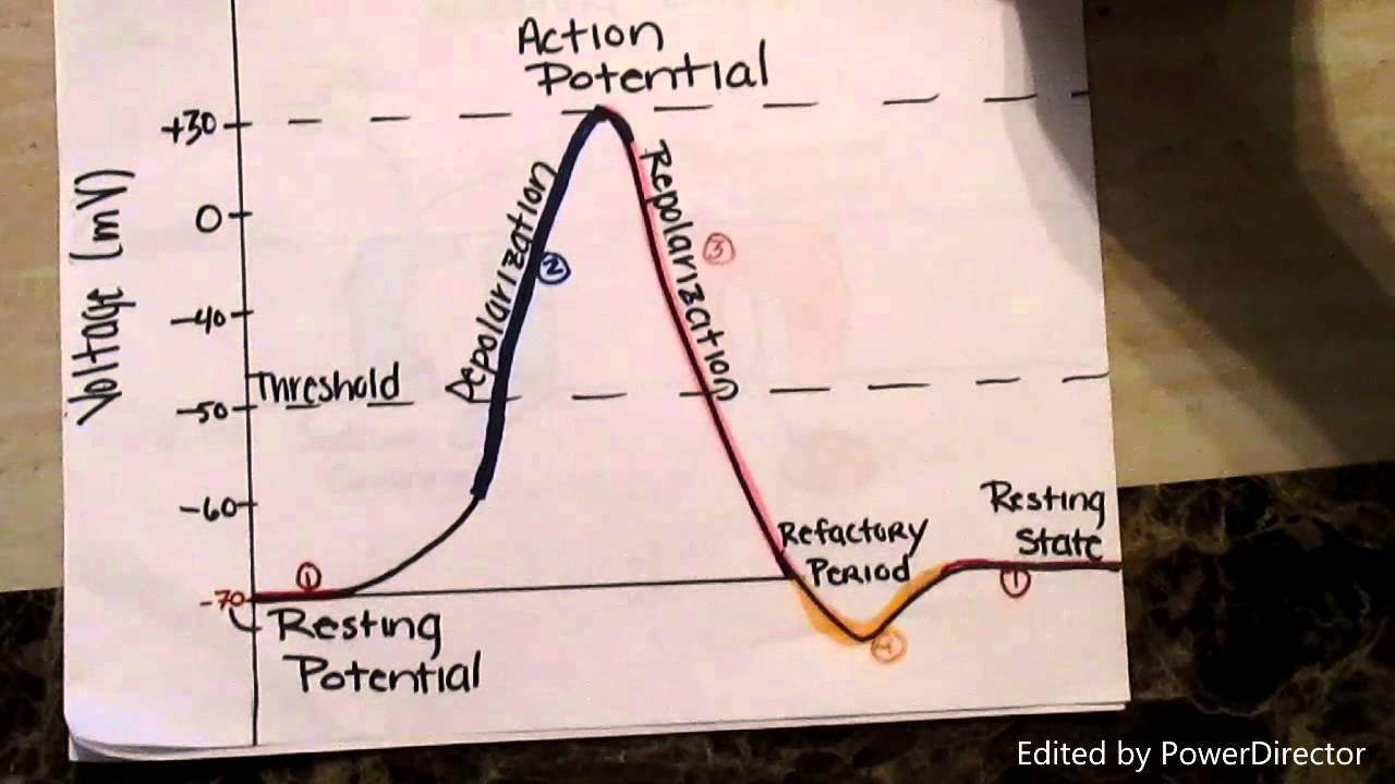 Action Potential BIO 201 Modeling Project - YouTube