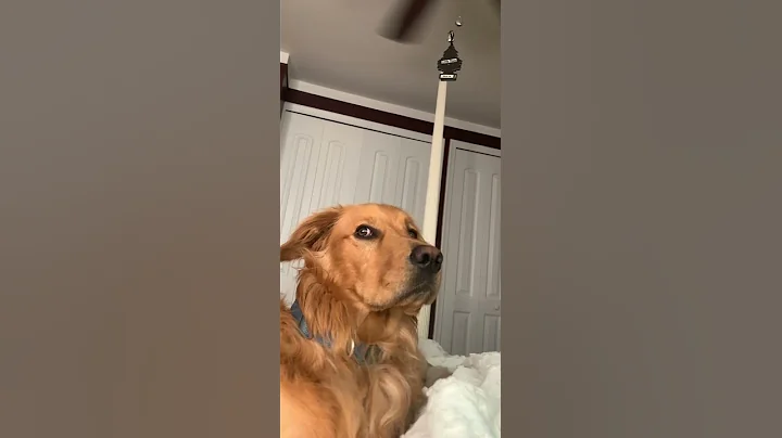 beauregard douglas is perturbed