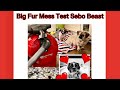Big Fur Mess Test, Sebo Airbelt D2 Storm Eco, A Beast Of A Machine For A Beastly Job