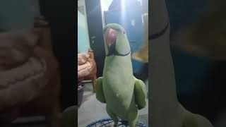 Talking Mithu Bete #voice