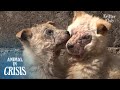 Puppies Covered In Scabs Were Found Ditched Down In Farm Waterway | Animal in Crisis EP277