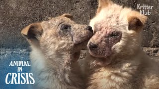 Puppies Covered In Scabs Were Found Ditched Down In Farm Waterway | Animal in Crisis EP277