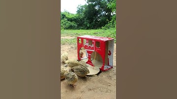 Innovative quick new quail trap #shorts #create #traps