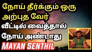 நோய் தீர்க்கும் ஒரு அற்புத வேர் | வீட்டில் வைத்தால் போதும் நோய் அண்டாது | Mayan senthil