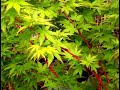 Acer palmatum 'Red Wood' Red Wood Japanese Maple