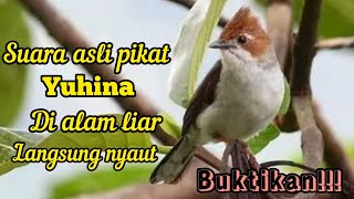 SUARA PIKAT DAN MASTERAN BURUNG YUHINA DI ALAM KALIMANTAN