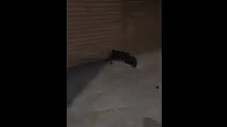 Patterdale Terrier Catching Rat In Dc