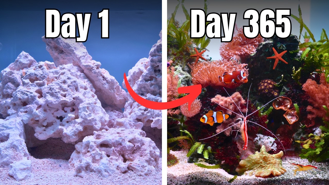 THE BEGINNER FRIENDLY REEF TANK 1 YEAR LATER!