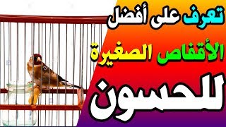 اصغر الاقفاص التي ننصح باستخدامها للحسون و خاصة اللغة - نظافة و عناية شاملة