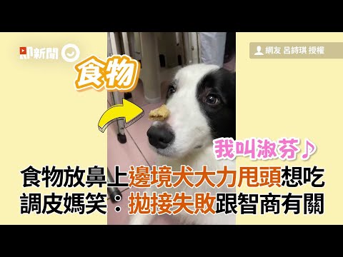 邊境牧羊犬挑戰把食物放鼻子上！頭一甩拋接失敗｜寵物動物｜狗｜貪吃｜精選影片