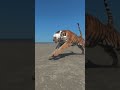 Liberan a tigre por primera vez en 70 años en Kazajistán