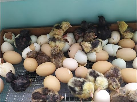 Что делать если нужно больше курочек?Возможно ли получать нужный пол у цыплёнка при инкубации?