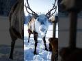 Frozen Deer Rescue after Storm.... Then this Happens.. #shorts #viral #deer