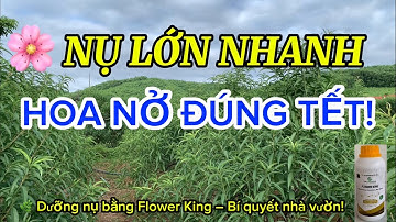 Cách dưỡng nụ đào to nhanh nở đúng dịp tết 