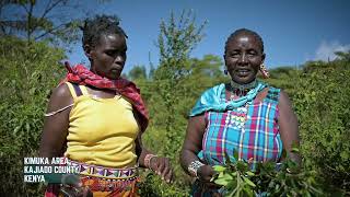 Ethnobotanical knowledge and Use of Wild Plants By The Maasai Community Of Ngong Hills, Kenya.
