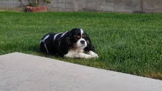 Lazy King Charles Cavalier enjoying the summer breeze