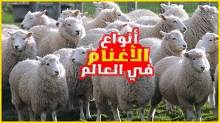 أنواع سلالات الأغنام (الخرفان ) في العالم