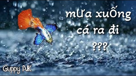 Cá 7 màu bị chết khi trời mưa nguyên nhân và cách khắc phục