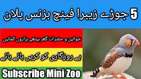 Zebra Finch 5 Pair Small Business Plan Urdu|Hindi | Mini Zoo