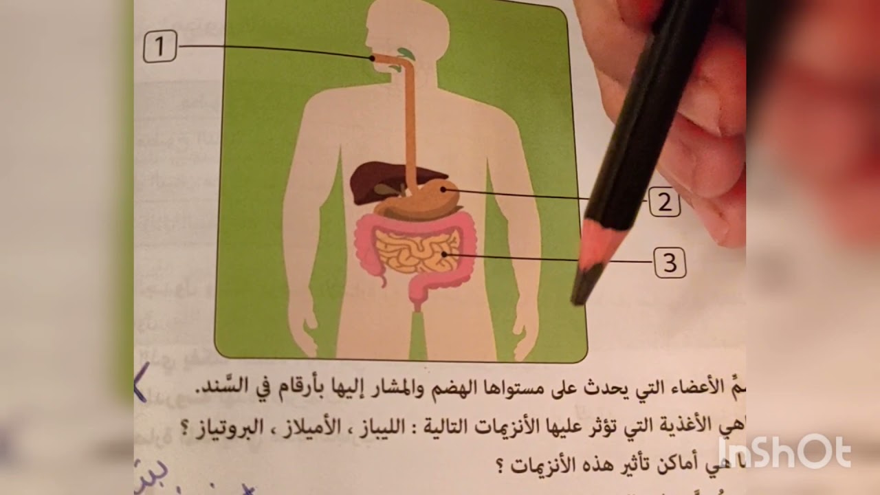 مكونات الجهاز الهضمي و محطات الهضم رابعة متوسط
