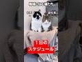 職場に住む猫たちの1日の過ごし方#shorts #cat #猫