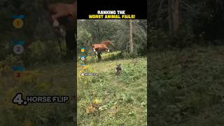 Ranking The Worst Animal Fails Zapraska