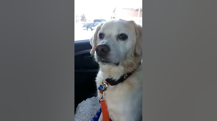 Câine amuzant pe medicamente după veterinar