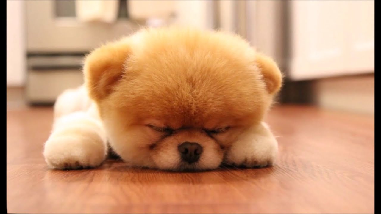 30 MOST CUTEST PUPPIES IN THE WORLD  YouTube