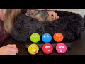 HDSX Smile Face Dog Squeaky Toys Soft Latex Squeak Balls for Puppy Small Pet Dogs Review