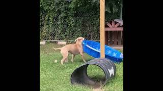 BCSO Bondable Pup Heinrich