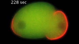 P Granules Condensing In A C Elegans Cell