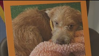Bowie's Law to protect dogs from euthanasia gets legislative approval