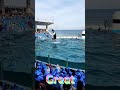ルーナちゃんのルーピングキ～ック🥰 #Shorts #鴨川シーワールド #kamogawaseaworld #killerwhale #orca #シャチ #ルーピングキック