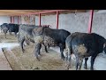 Сарайды салып БУКАЛАРДЫ🐂🐂 БАЙЛАДЫК👍👍👍