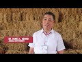 PCC Technology: Urea-Molasses Treated Rice Straw (Filipino)