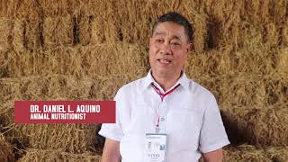 PCC Technology: UreaMolasses Treated Rice Straw (Filipino)