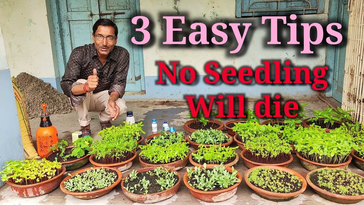Grow Seedlings in this way , no seedling will ever die