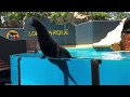 Sea Lion Show, Lwy Morskie, Loro Parque, Tenerife 2018