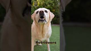 When Golden Retrievers play ball ? dog puppy goldenretriever puppies