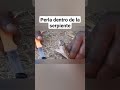 Perla dentro de la serpiente