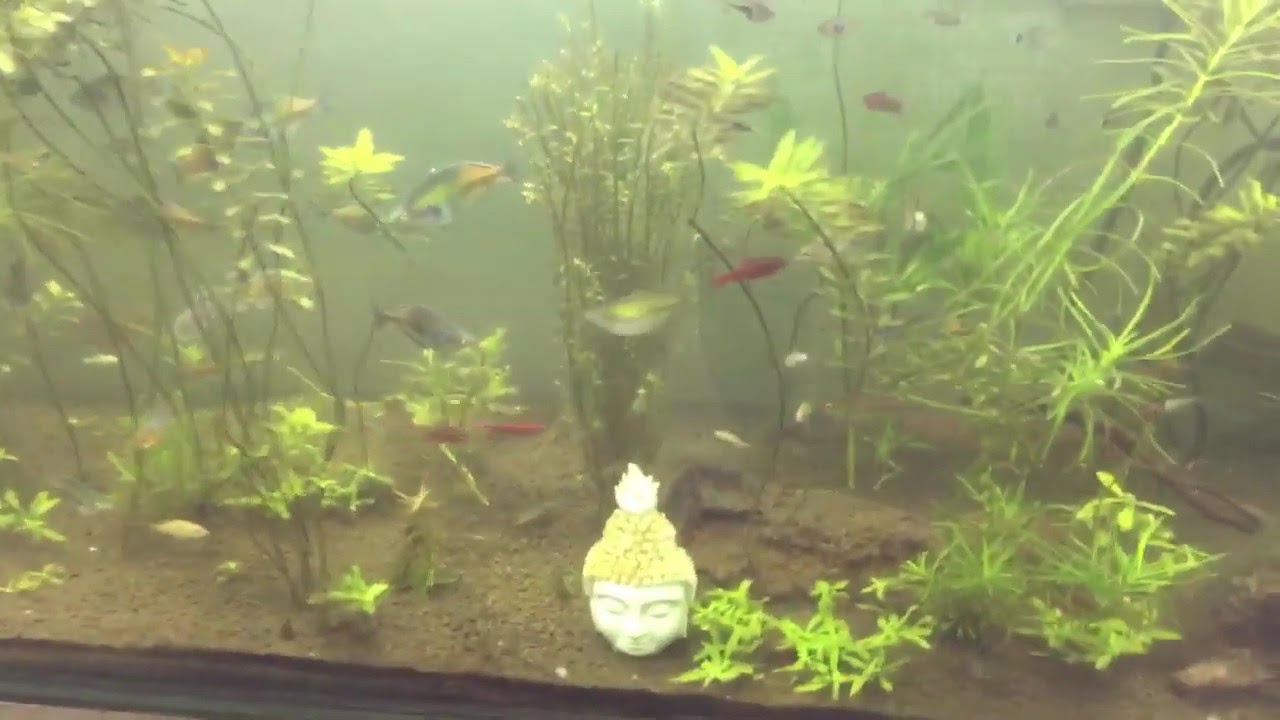 “LOTUS” growing inside my Planted Aquarium YouTube