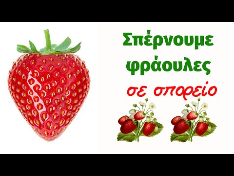 Βίντεο: Φύτευση φράουλας για σπορόφυτα το 2020 σύμφωνα με το σεληνιακό ημερολόγιο