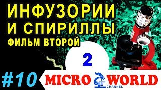 Инфузории и спириллы (фильм второй) - MICRO WORLD #10