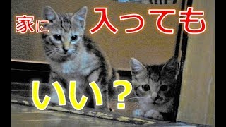 【保護猫】野良子猫が家族になるまで   A stray cat becomes a family