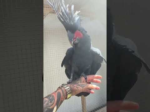 Video: Regent Parakeet