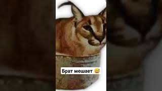 кринж мем тупость прикол не фейк