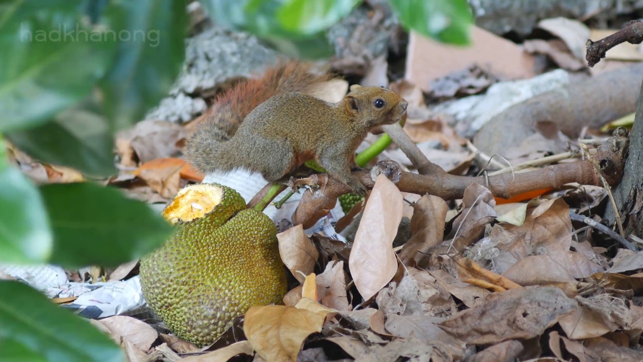 squirrel eating jackfruit 4K By G85 YouTube