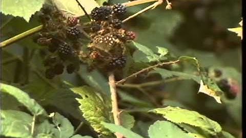 DEMONSTRATIONS - TREE HUGGING.