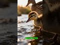 Tiny Duckling Learns to Swim With Encouragement 🦆✨