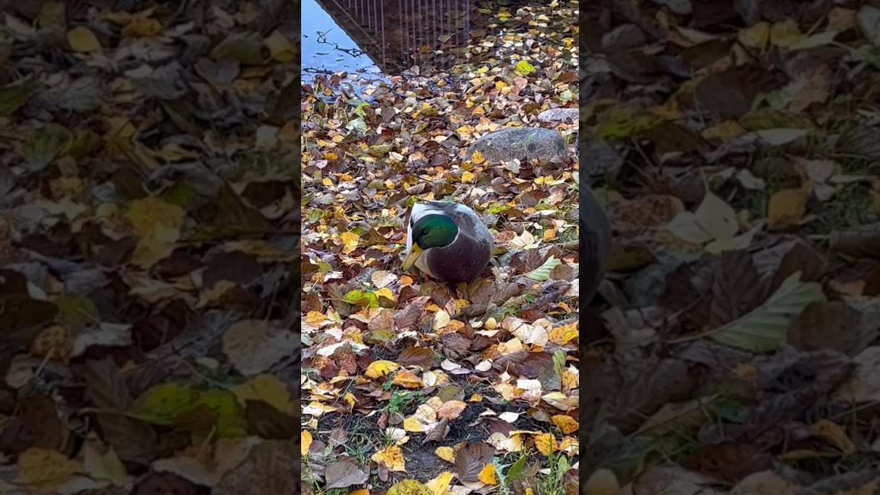 Bright duck on leaves, fall season nature walk • asmr nature shorts